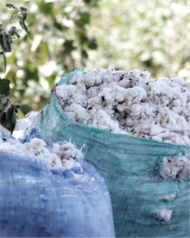 Cotton Project